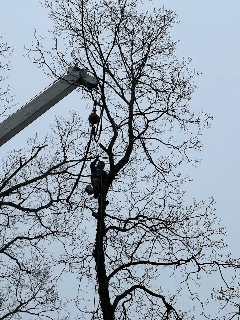 Tree service project