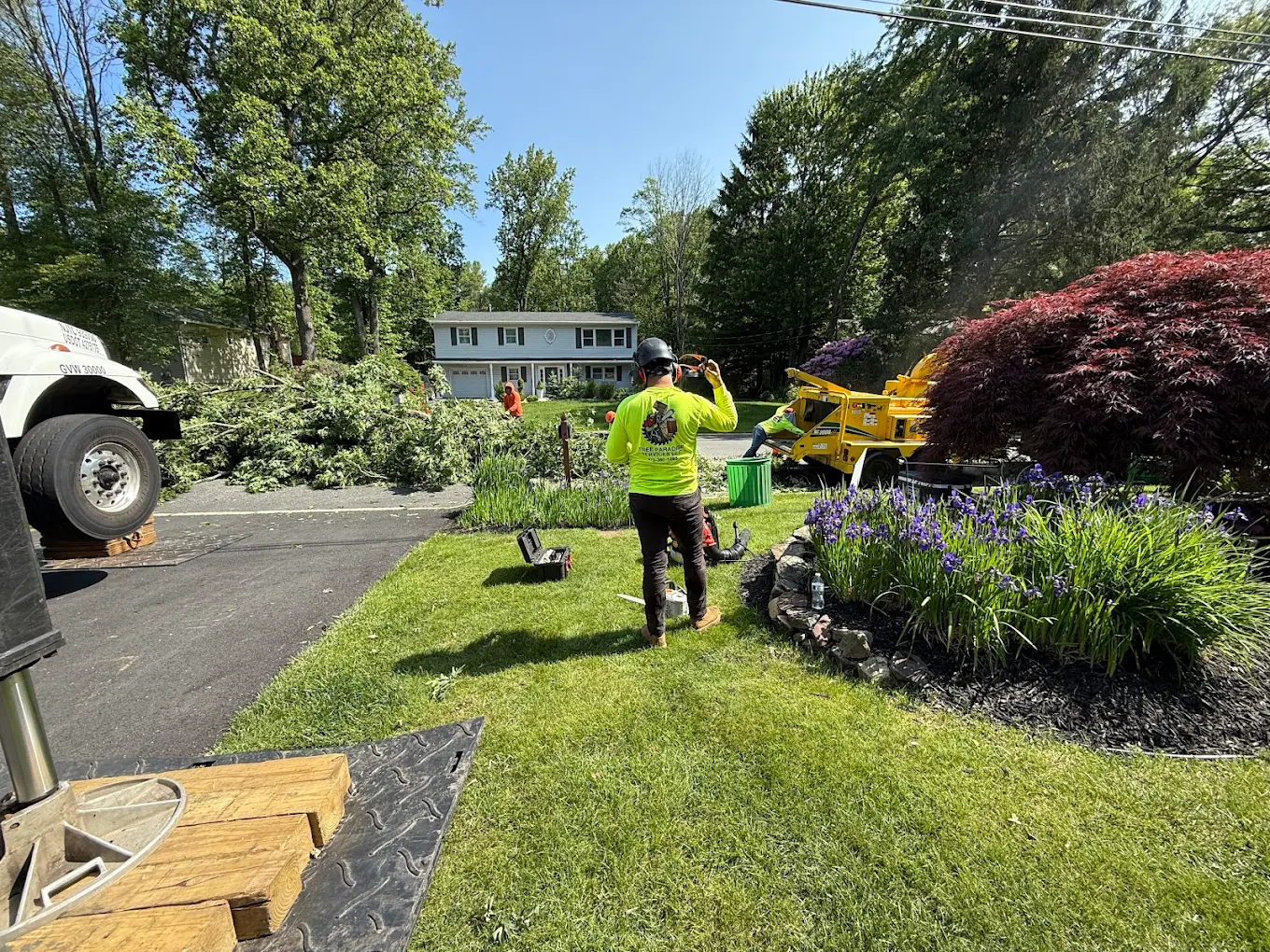 Professional arborist work