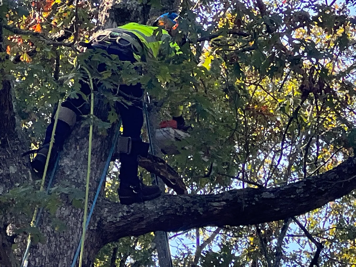 Heavy tree service project