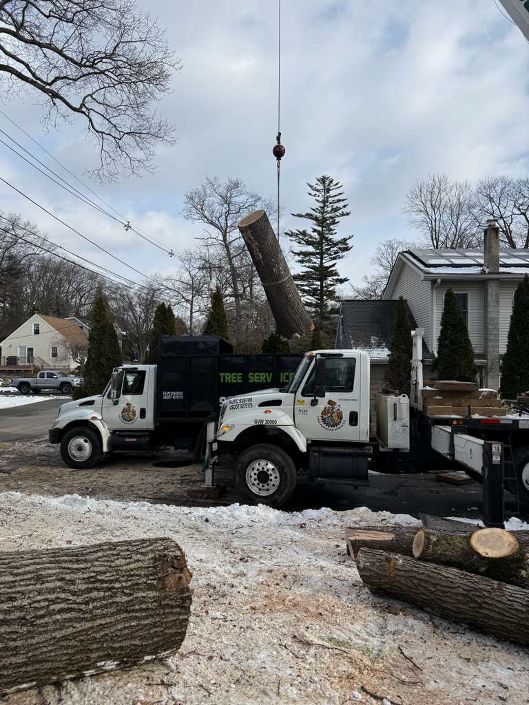 Tree Paradise completed work photo 11