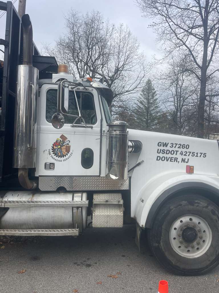 Tree Paradise completed work photo 13