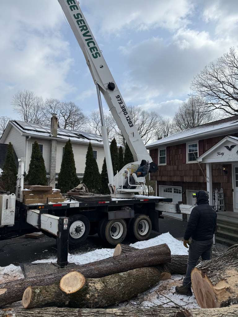 Tree Paradise completed work photo 14