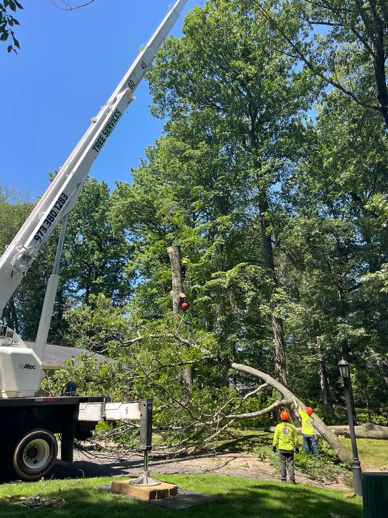 Tree Paradise completed work photo 2