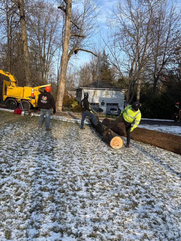 Tree Paradise completed work photo 3