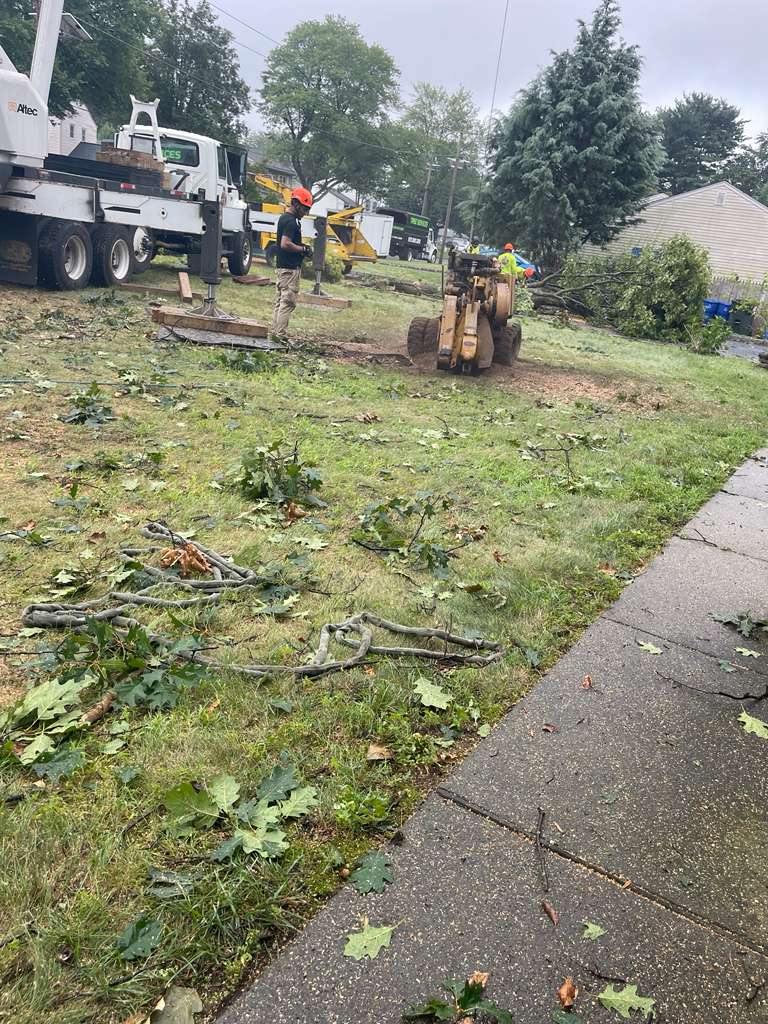 Tree Paradise completed work photo 4