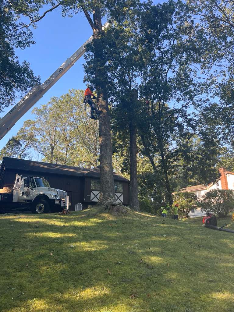 Tree Paradise completed work photo 5