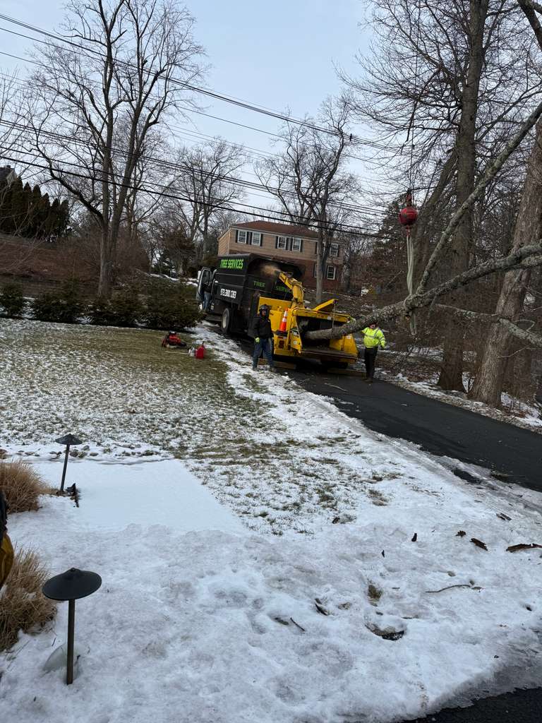 Tree Paradise completed work photo 6