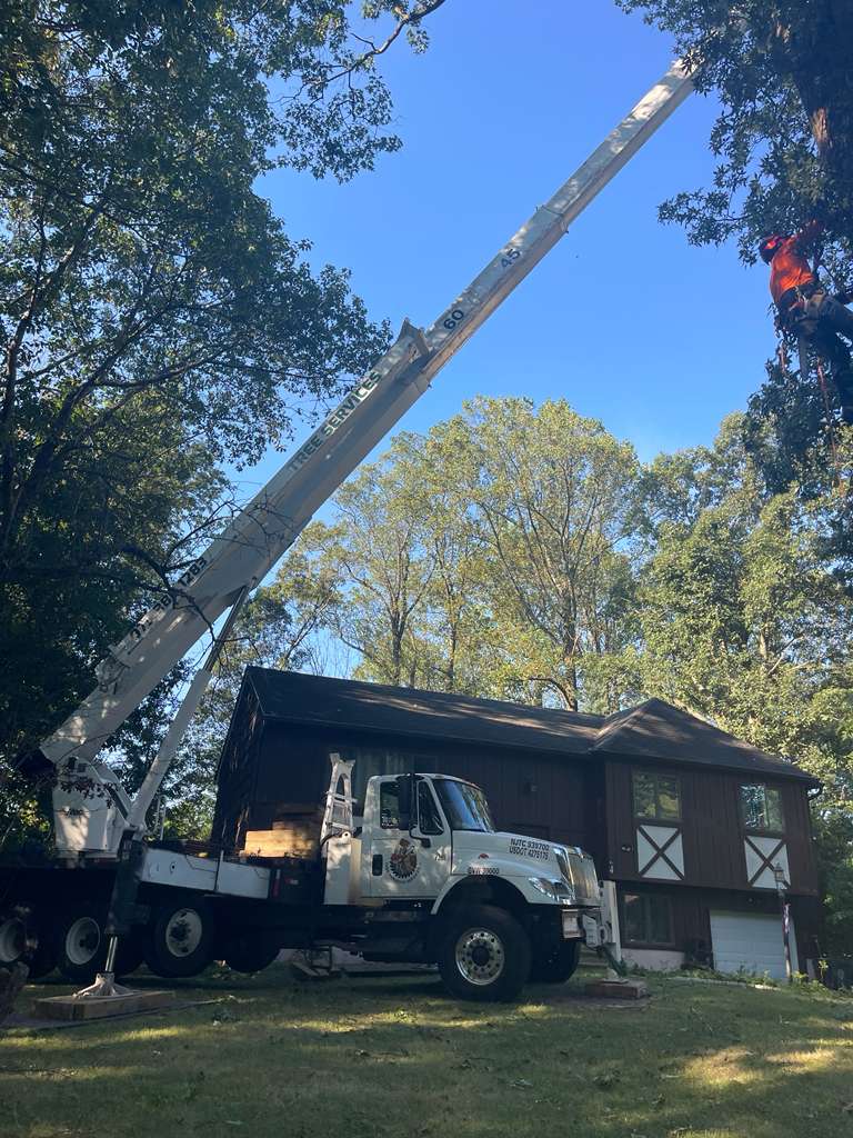 Tree Paradise completed work photo 7