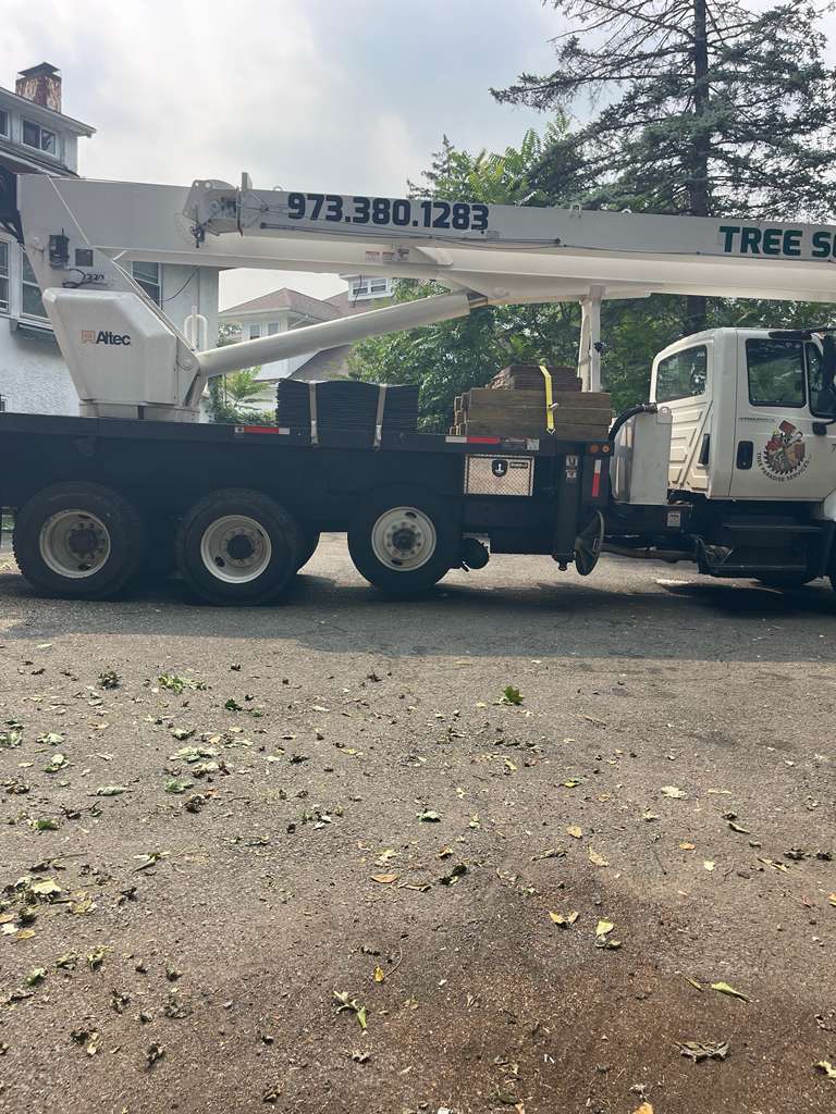 Tree Paradise completed work photo 8