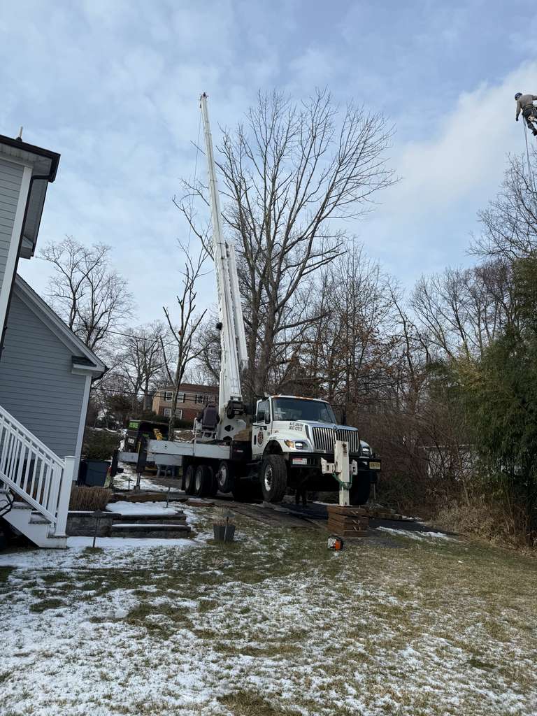 Tree Paradise completed work photo 9